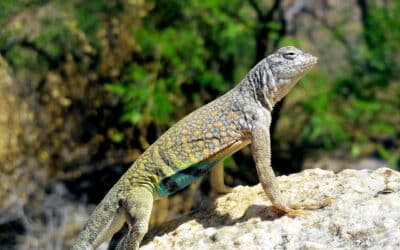 A close encounter with a wild greater earless lizard while hiking the pima canyon trail and more …