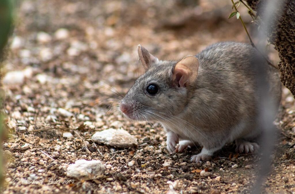 Living with pack rats in the sonoran desert
