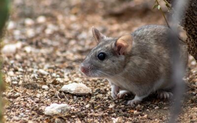 Living with pack rats in the sonoran desert