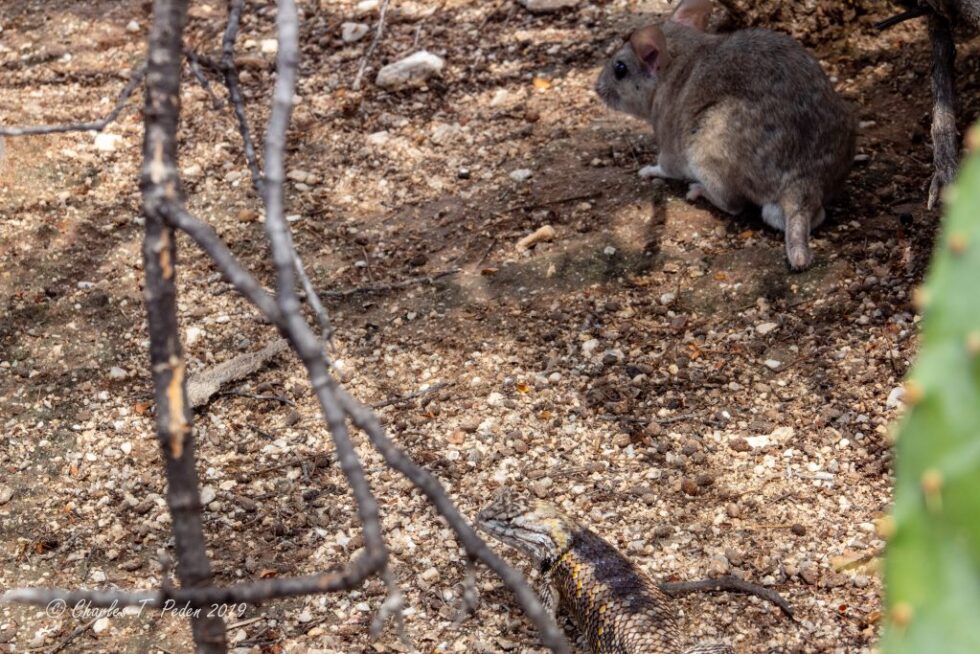 Living with pack rats in the sonoran desert | Charles Peden