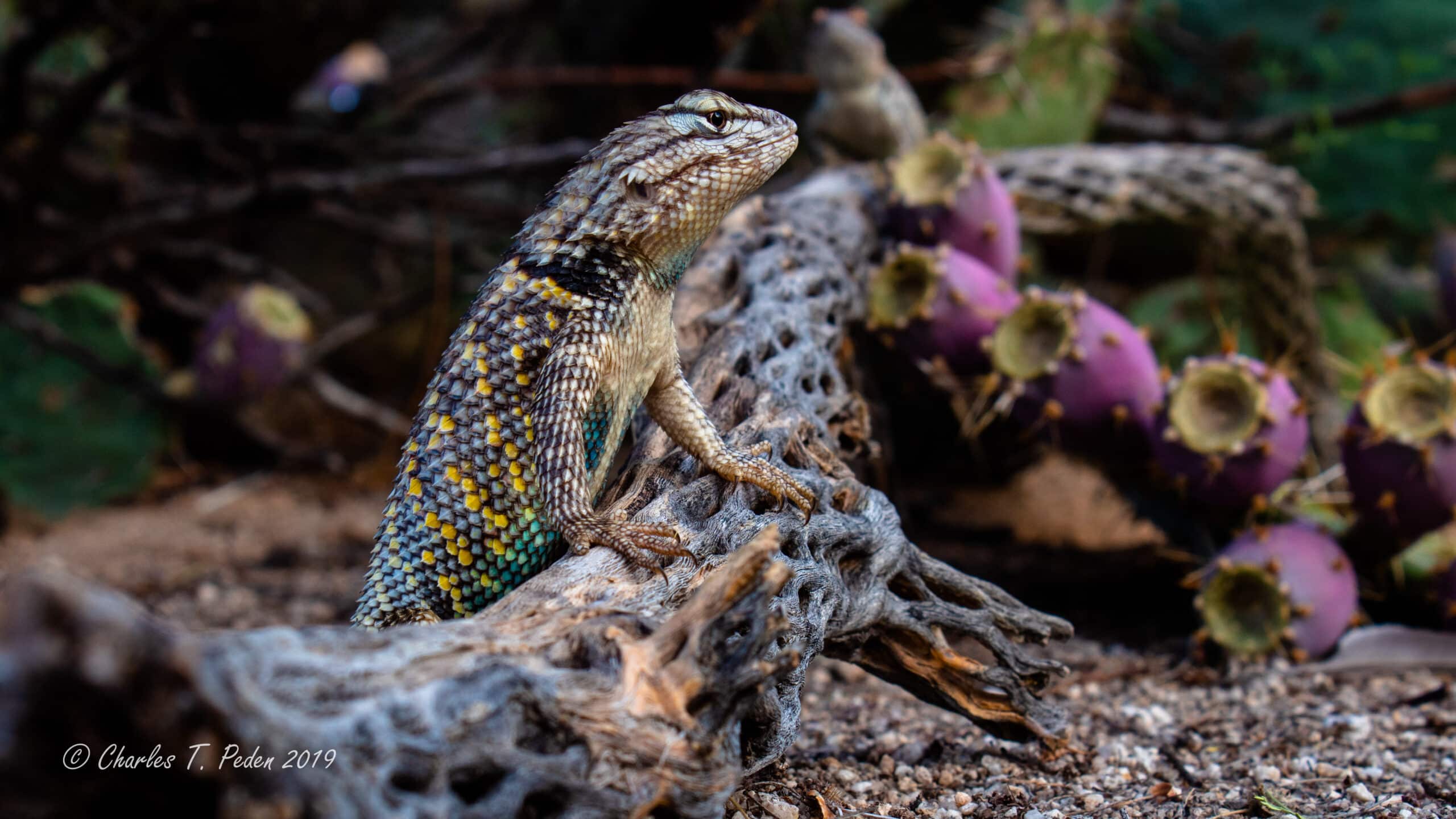 Desert spiny lizards watching the sunset from a cholla cacti skeleton with prickly pear fruit and pads in the background.