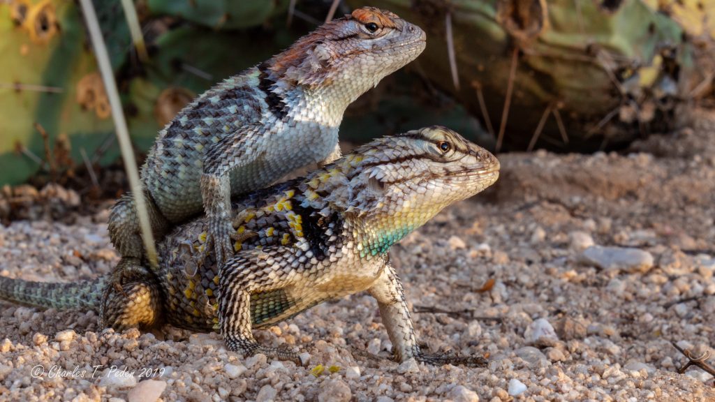 Bonded desert spiny lizards. She is clowning around and during the photo shoot she ran over and jumped on top of him. They do love each other.