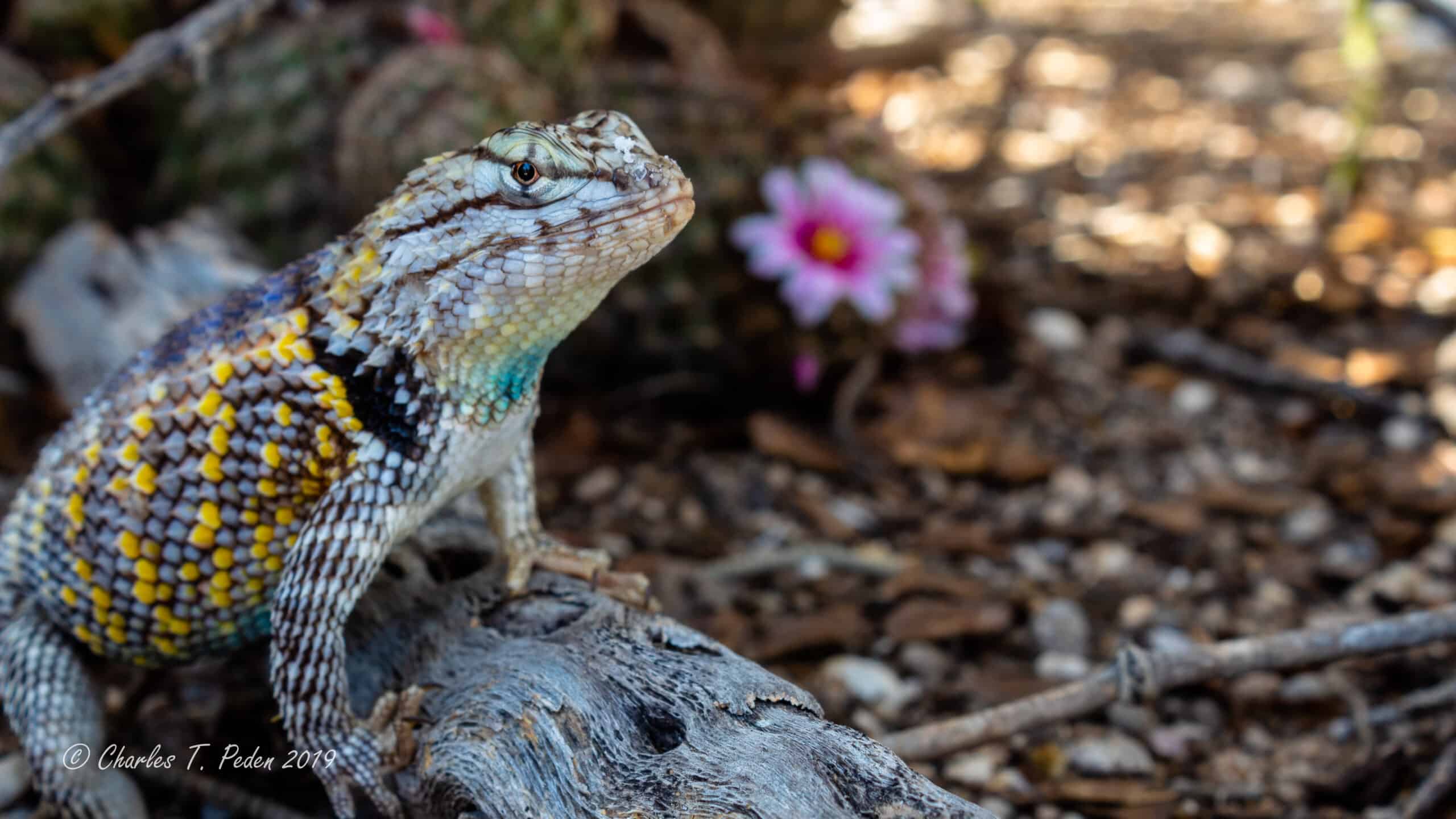 Male desert spiny lizard posing for the camera on a cholla cacti skeleton with strawberry cactus blooming in the background.