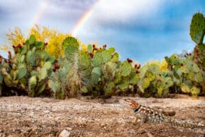Female desert spiny lizard with prickly pear cactus and a rainbow.