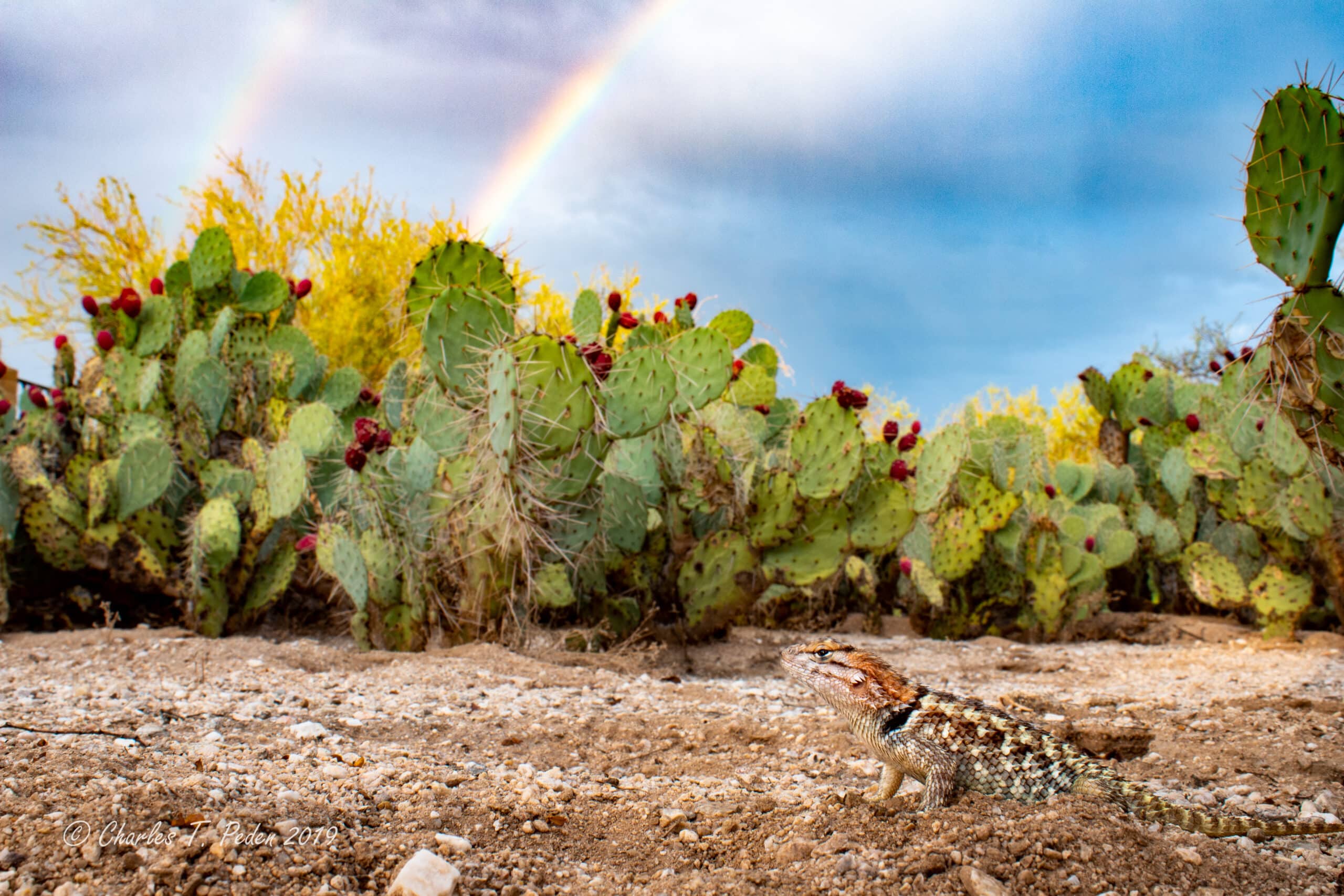 Female desert spiny lizard with prickly pear cactus and a rainbow.