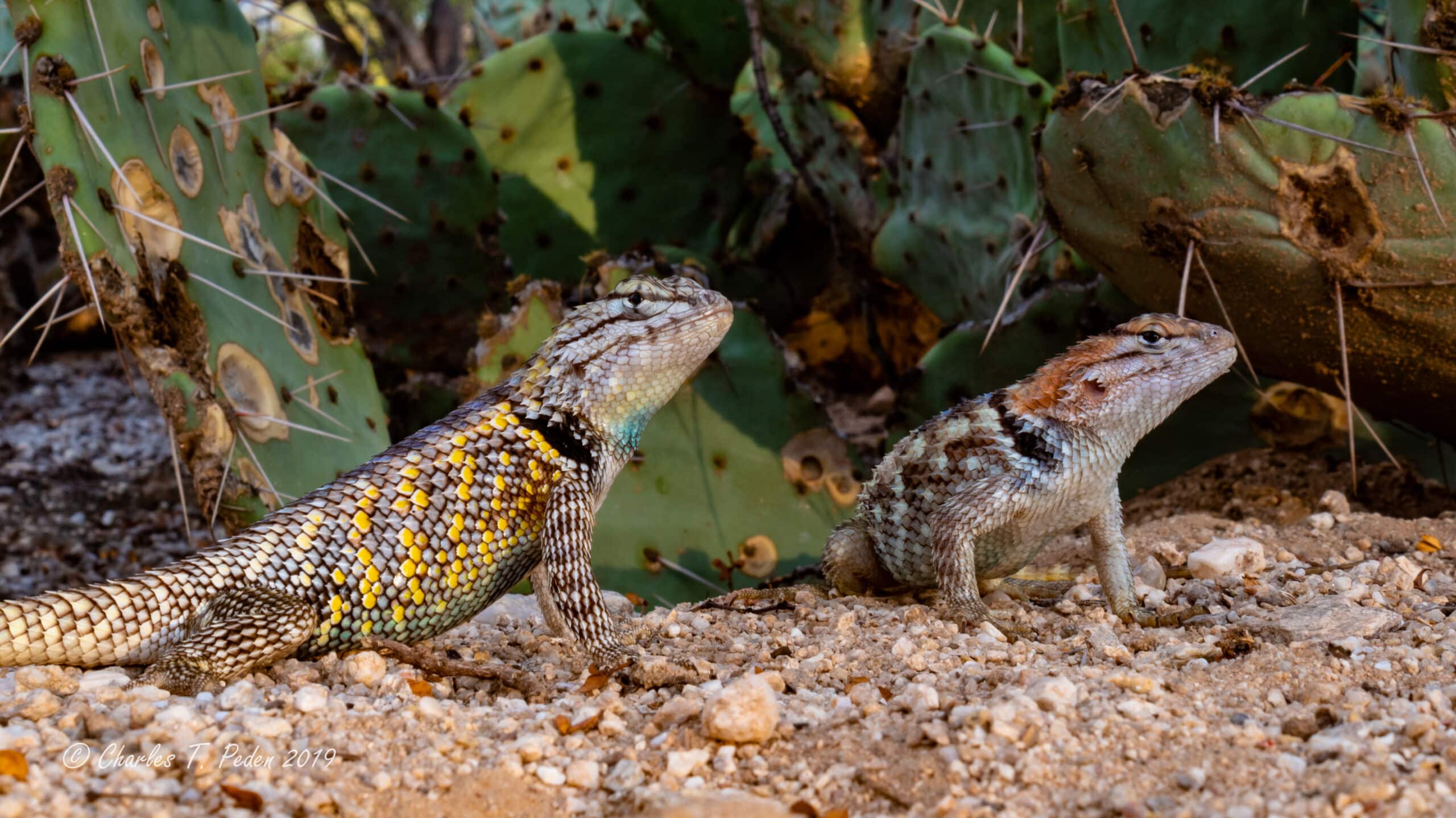 Male and female desert spiny lizards. A bonded couple who live in my backyard.