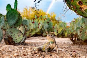 Male desert spiny lizard with prickly pear cactus and a rainbow overhead.