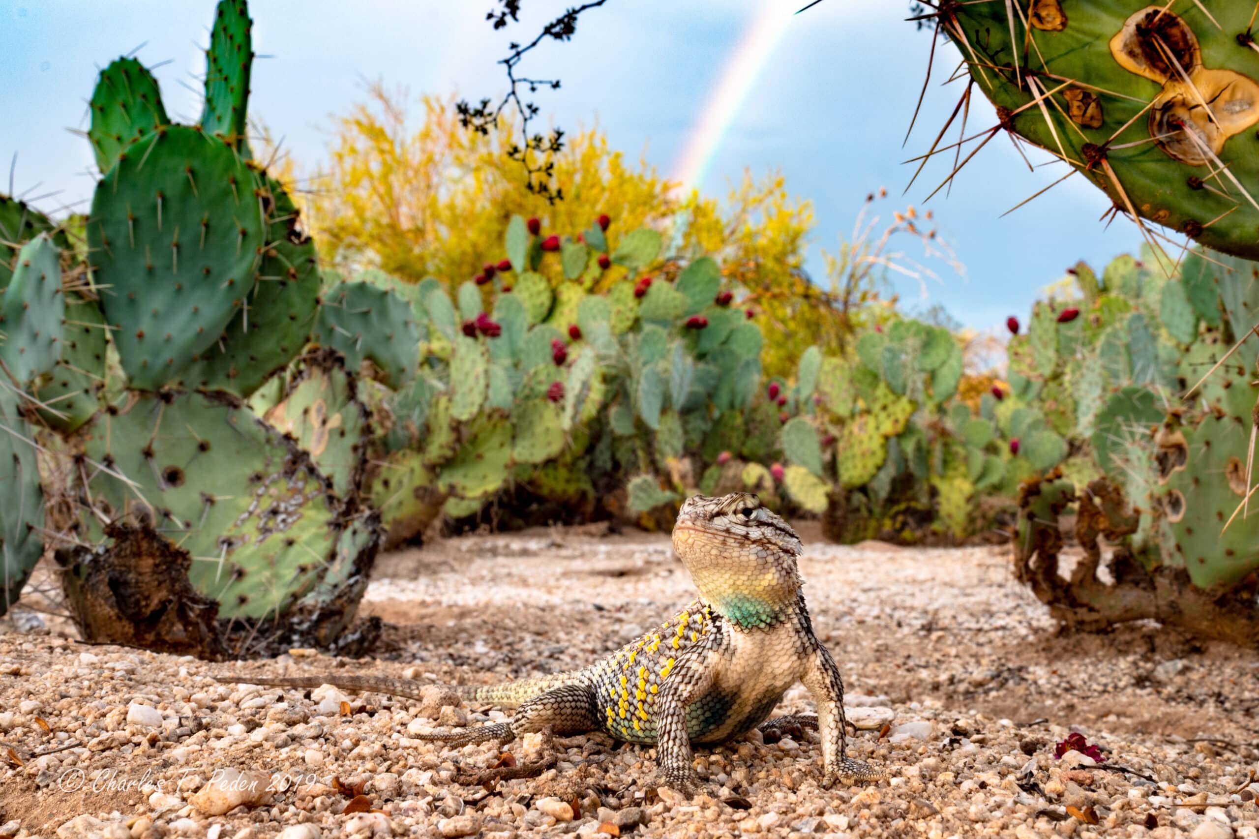 Male desert spiny lizard with prickly pear cactus and a rainbow overhead.